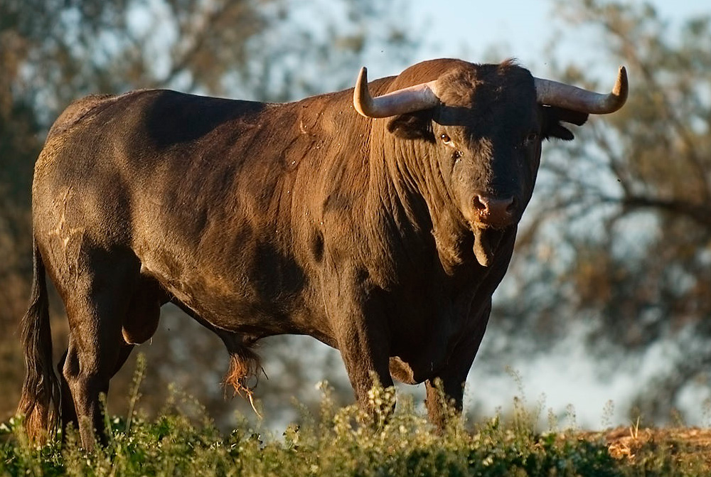 Dehesa La Calera visita ganadería toros bravos incentivos eventos